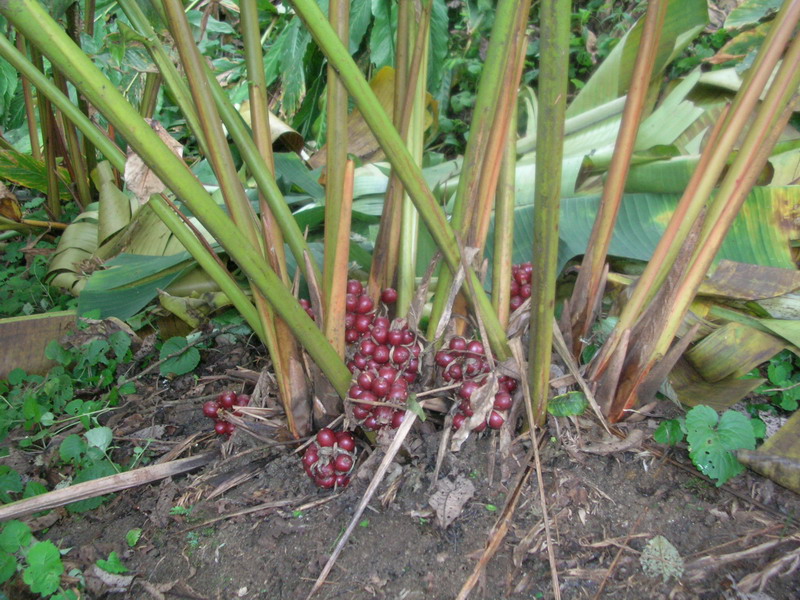  p>草果(学名: i>amomum tsaoko /i> crevost et lemarie)是姜科,豆蔻