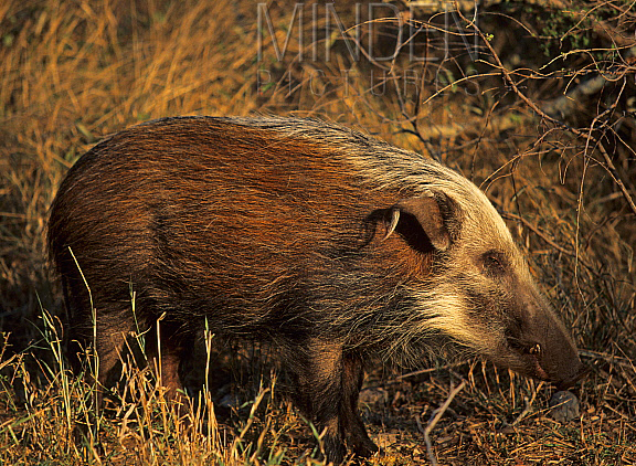  p>假面野猪(学名: i>potamochoerus larvatus /i>):体长100-150厘米