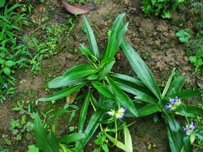 龙胆科多年生草本,高10-30厘米,全株光滑无毛,基部被枯存的纤维状