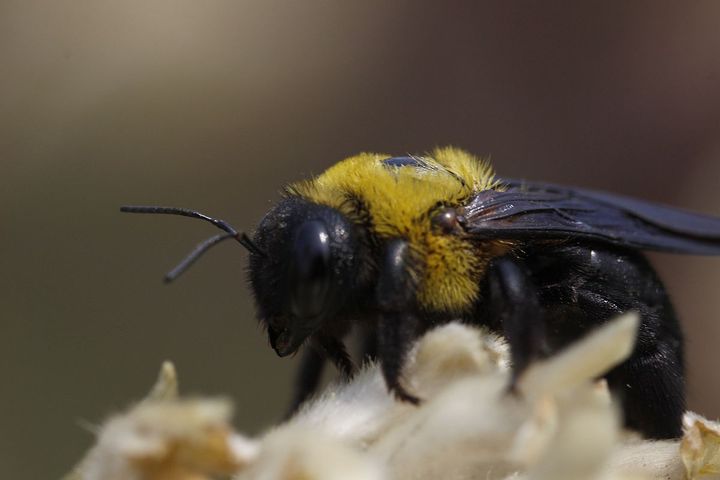 伪猛熊蜂