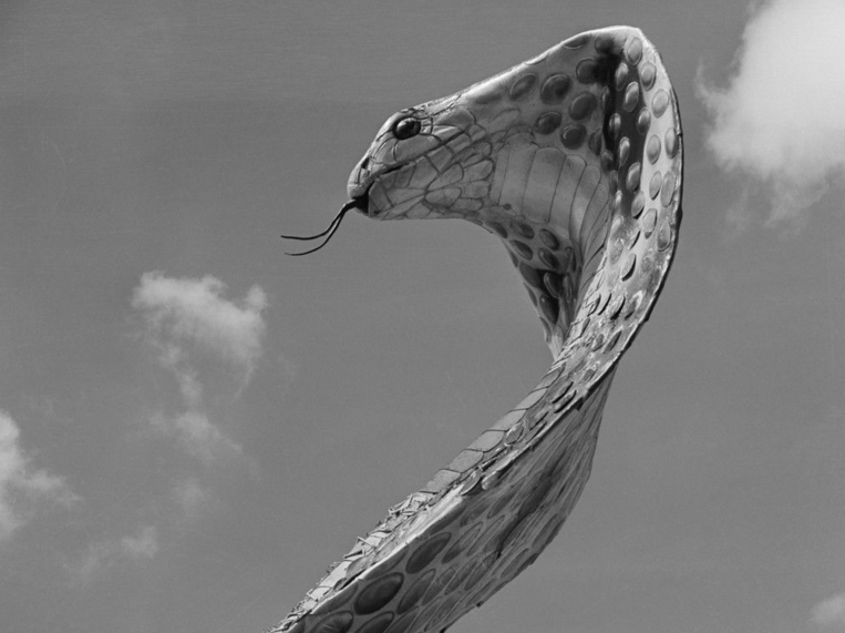  p>菲律宾眼镜蛇(学名:naja philippinensis,英语:philippine cobra)