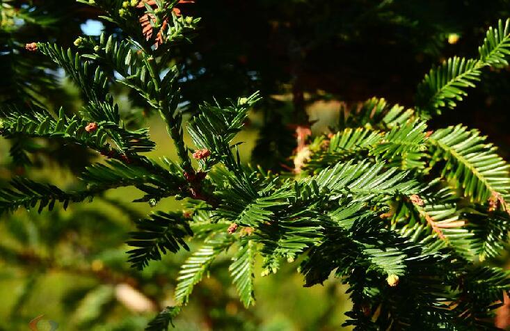 是杉科北美红杉属植物,大乔木,在原产地高达110米,胸径可达8米;树皮
