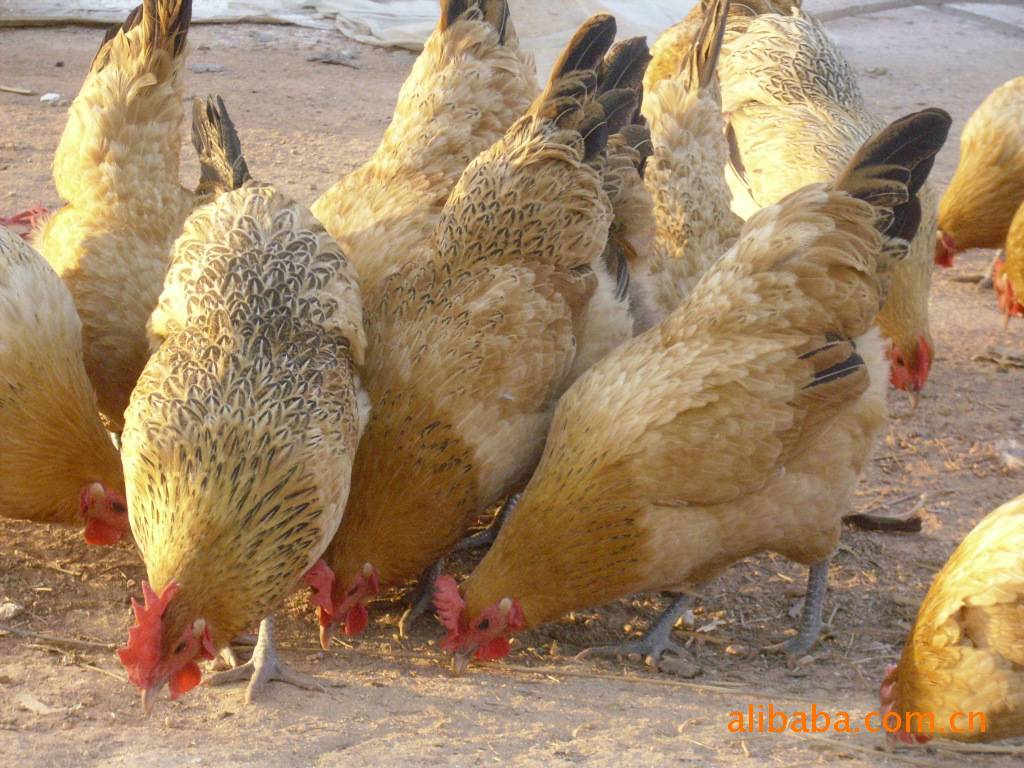 固始鸡 全网资源