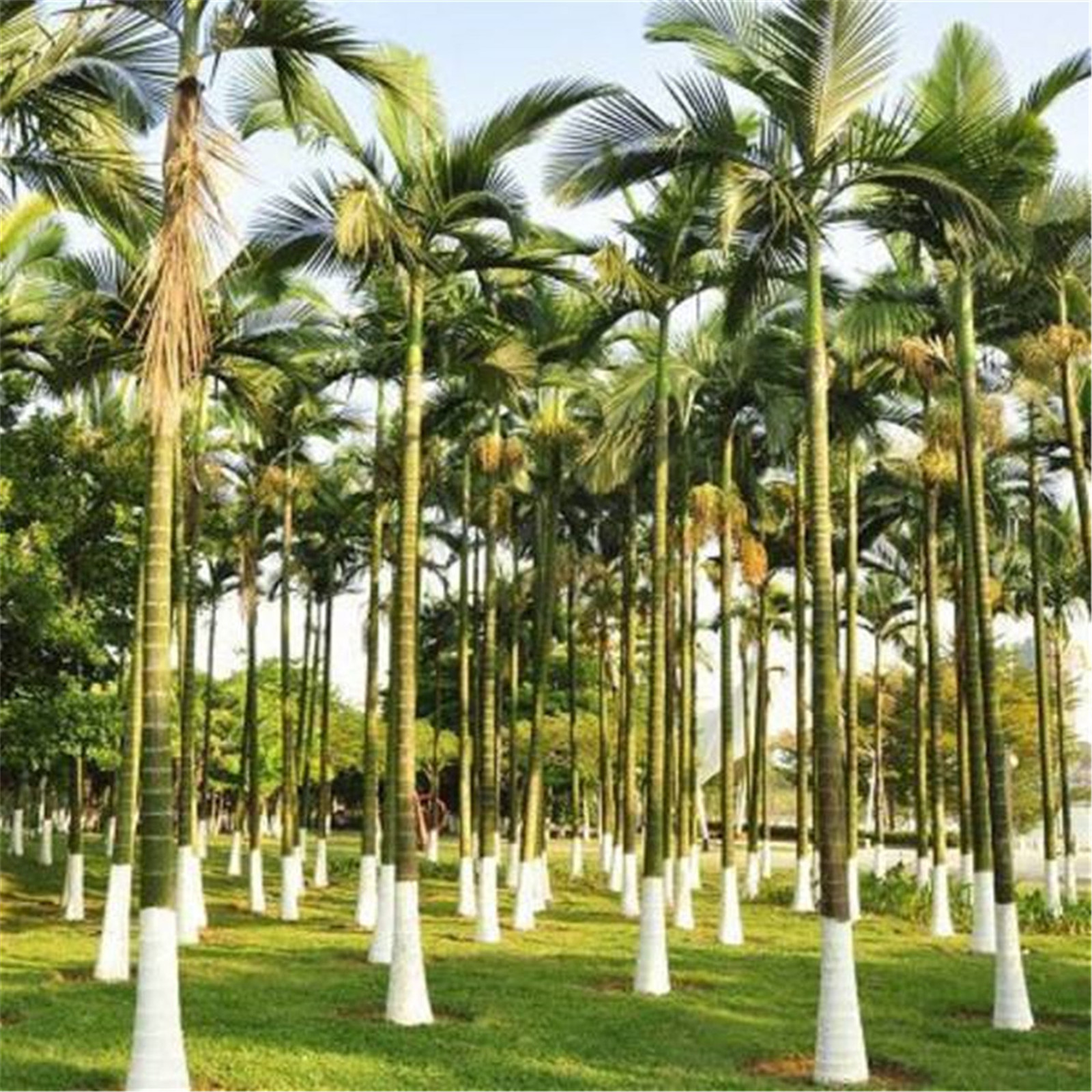  p>假槟榔(学名: i>archontophoenix alexandrae /i> (f. muell.) h.