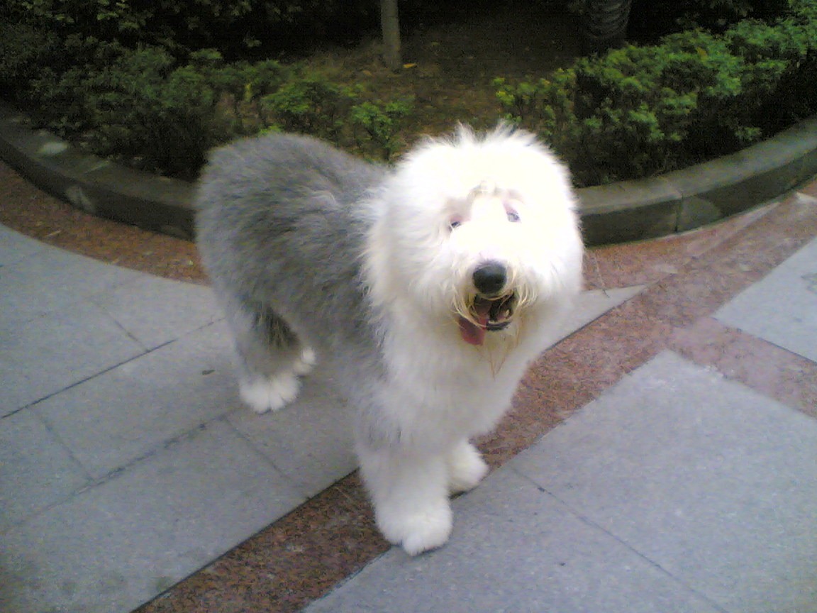 古牧