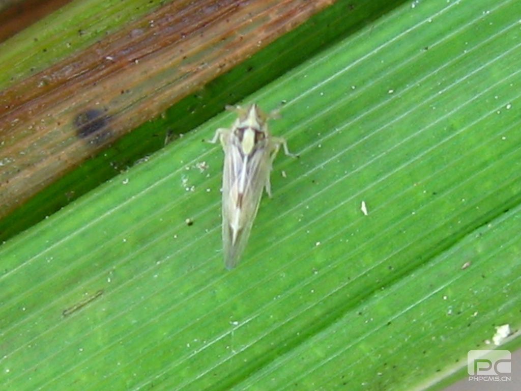 粉白虱