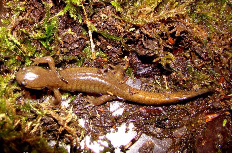  p>东北小鲵(学名: i>hynobius leechii /i>),是小鲵科,小鲵属动物.