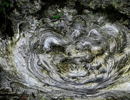  /p> p>"石花"顾名思义,是石头上的纹理像花的形状,人们形象地称之