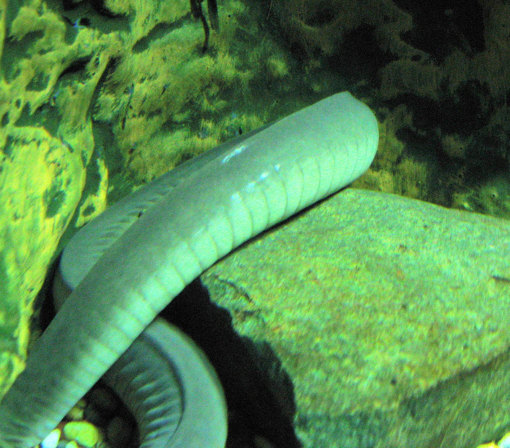  p>蚓螈,裸蛇目( a href="#" data-lemmaid="957740">蚓螈目 /a>