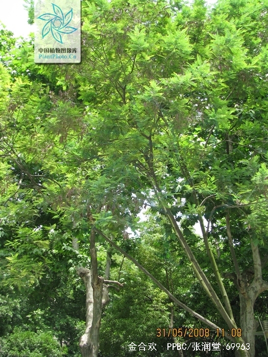 别名:鸭皂树,刺球花,消息树等;灌木或小乔木,树皮粗糙,褐色,多分枝