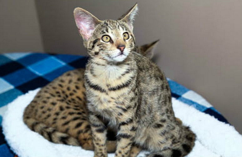 catus /i> ×  i>leptailurus serval /i>),英文名称savannah cat