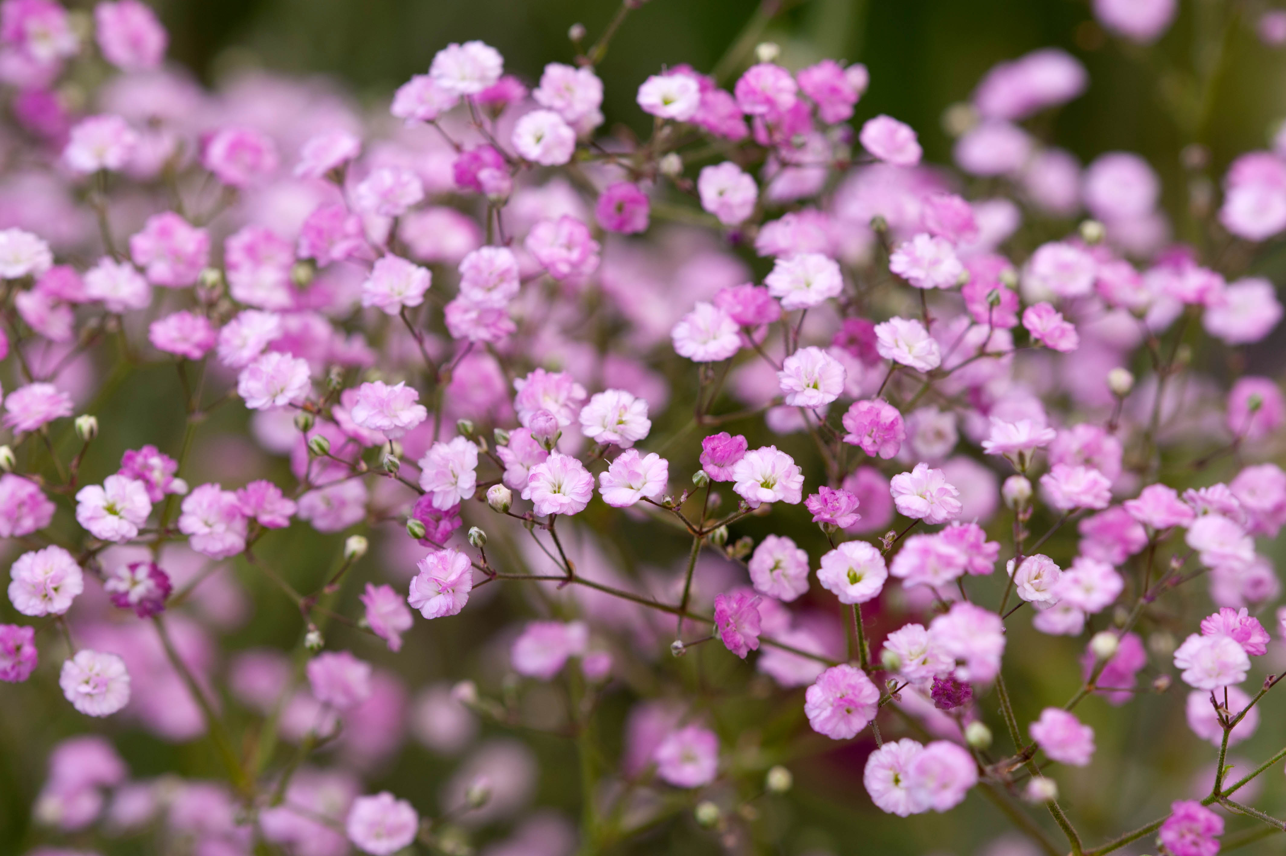  p>圆锥石头花(学名: i>gypsophila paniculata /i> l.