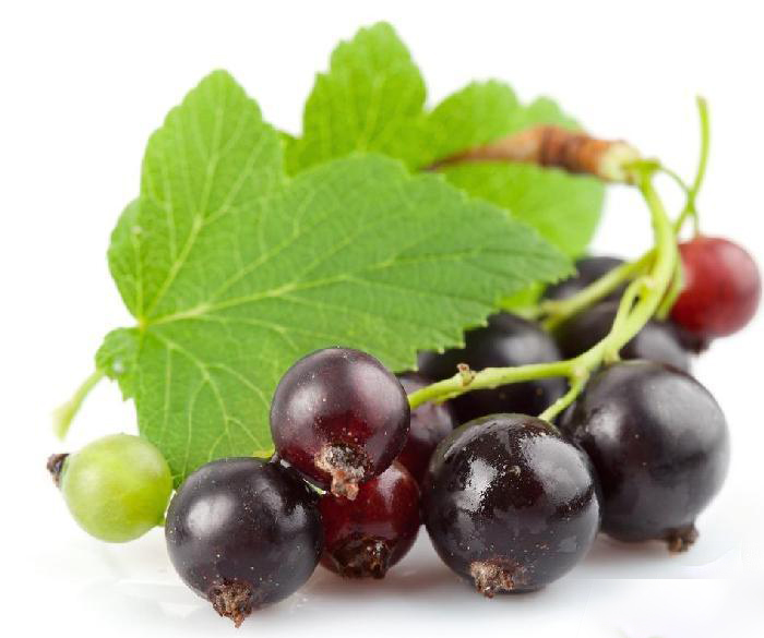 arctostaphylos uva-ursi