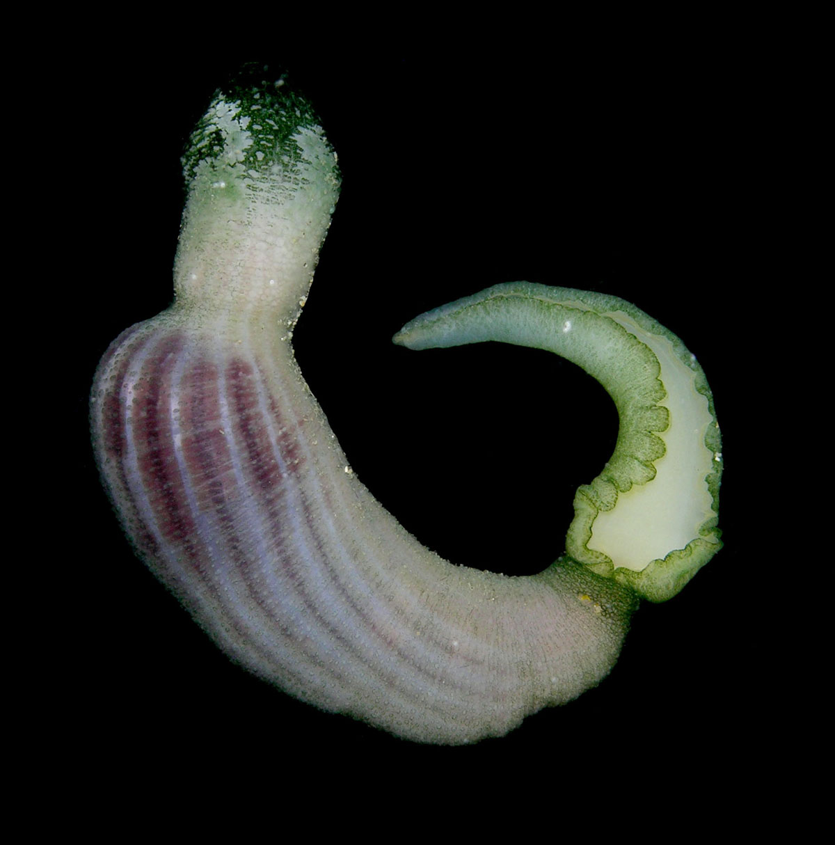 已知的种类约有150种.螠虫动物与星虫动物栖息环境相似,但主要