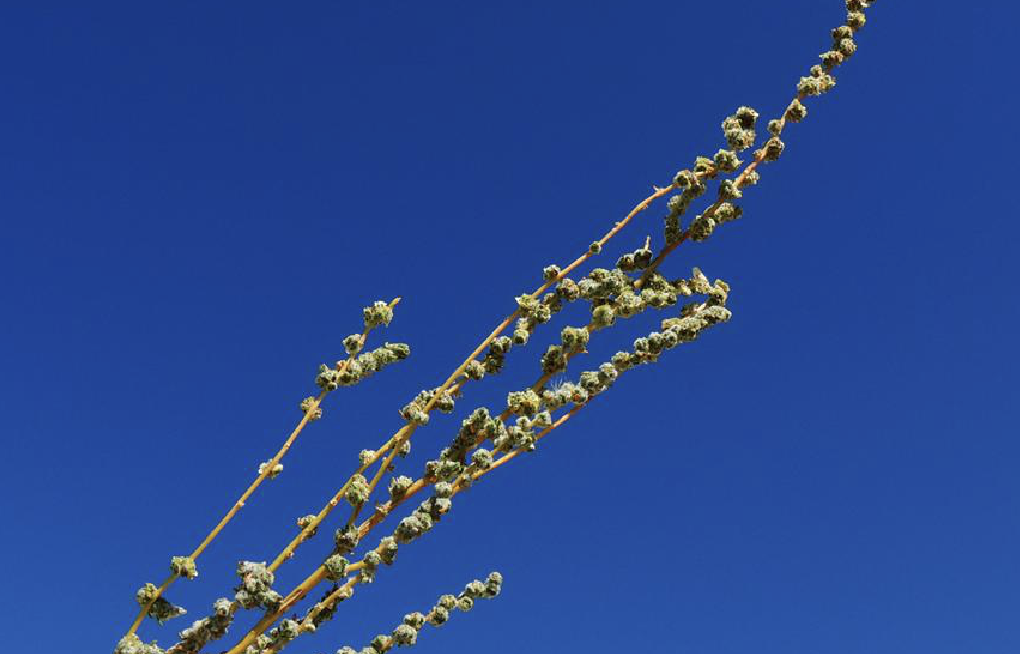  p>木地肤(学名: i>kochia prostrata /i> (l.) schrad.