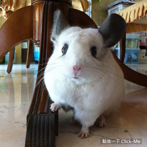  p> a target="_blank" href="/item/毛丝鼠/3032766" data-lemmaid="