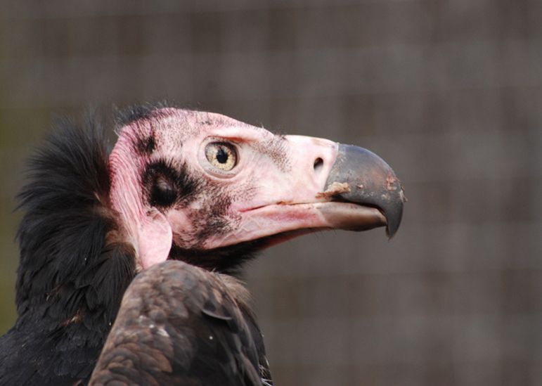  p>黑兀鹫(学名: i>sarcogyps calvus /i>)为 a target="_blank" href