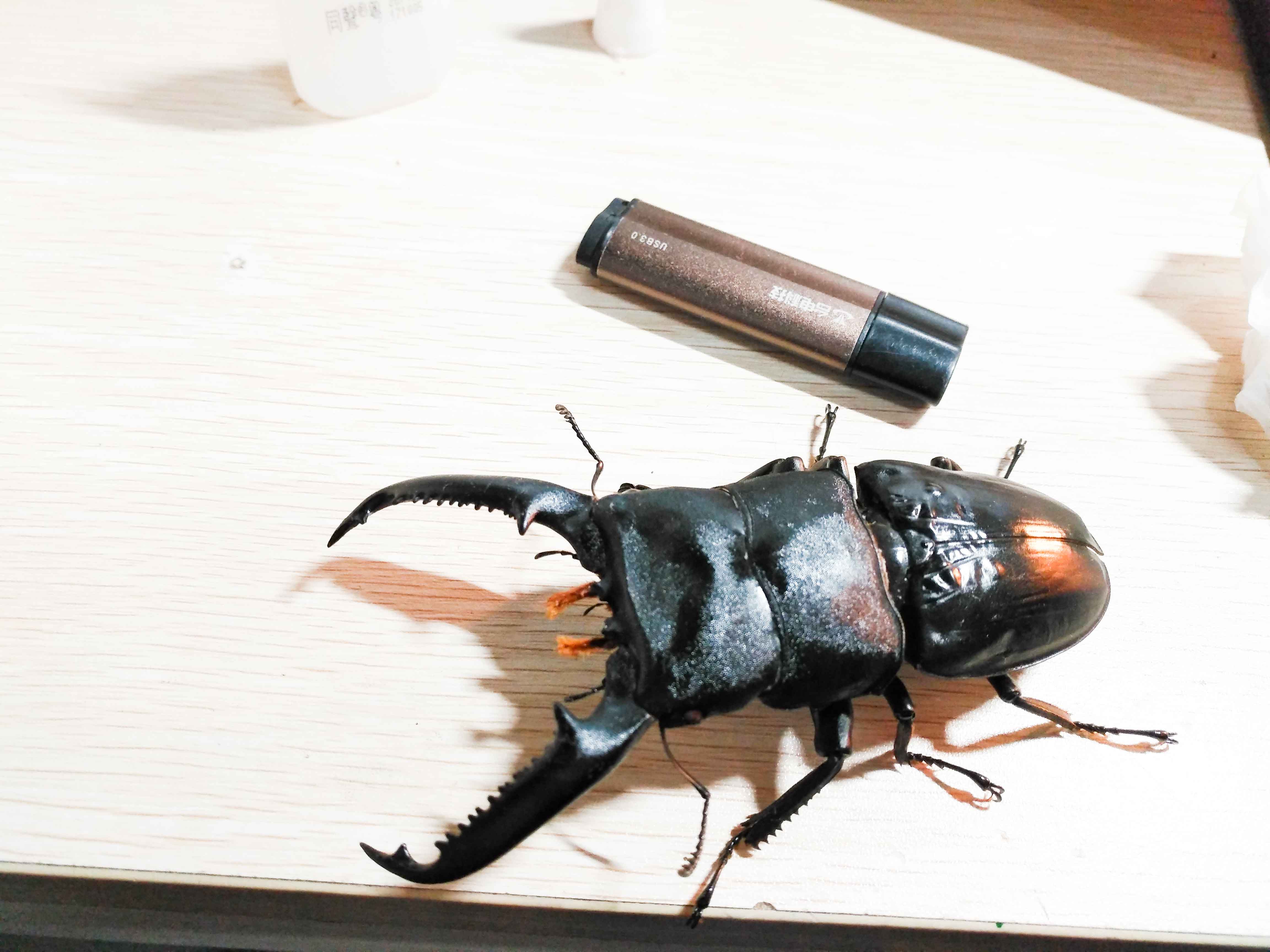 t. palawanicus),是巨扁锹形虫中主要栖息于菲律宾巴拉望岛的种类.