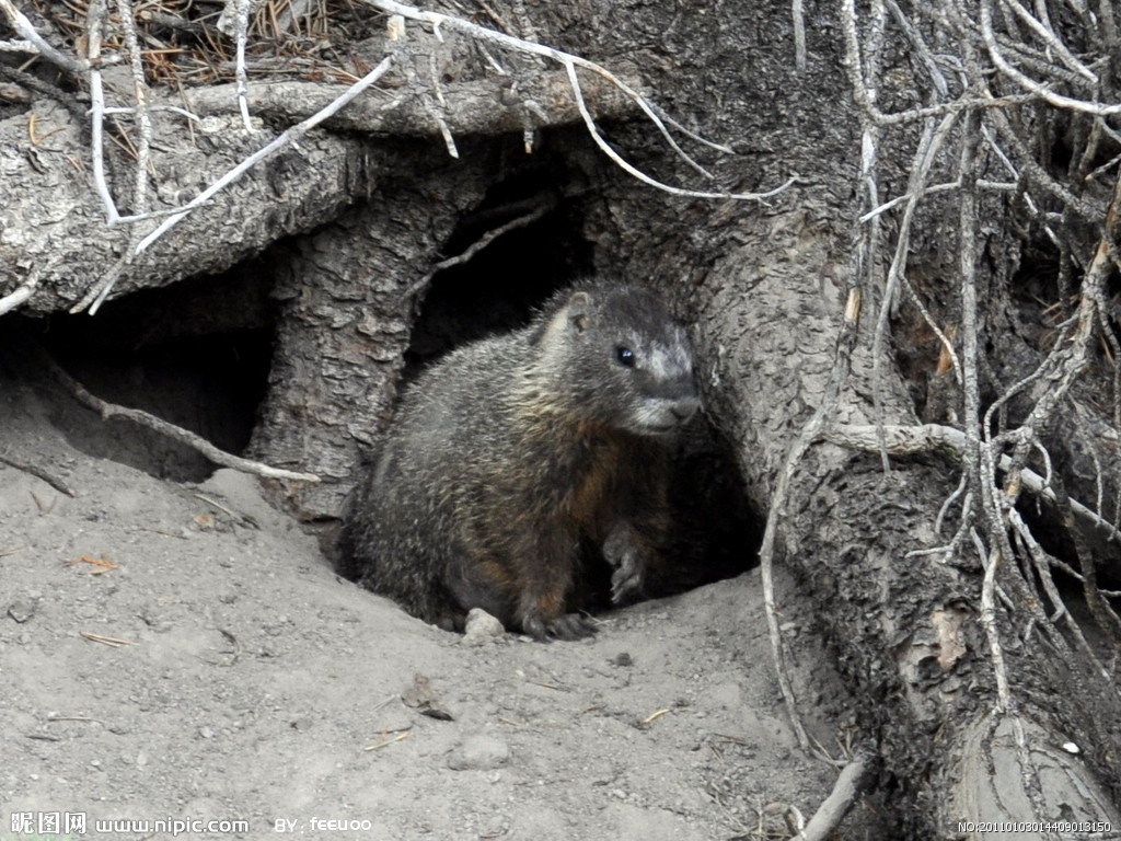  p>白尾鼹,身体矮胖,外形像鼠,长10多厘米,四肢短,头尖,吻长,耳小或
