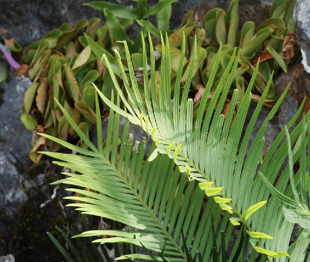  p>葫芦苏铁(学名: b>cycas /b>  b>changjiangensis /b> n.