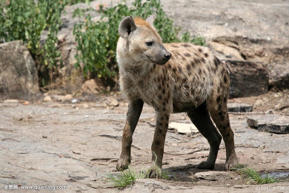 data-lemmaid="4833962">棕鬣狗 /a>(brown hyena), a target="_blank