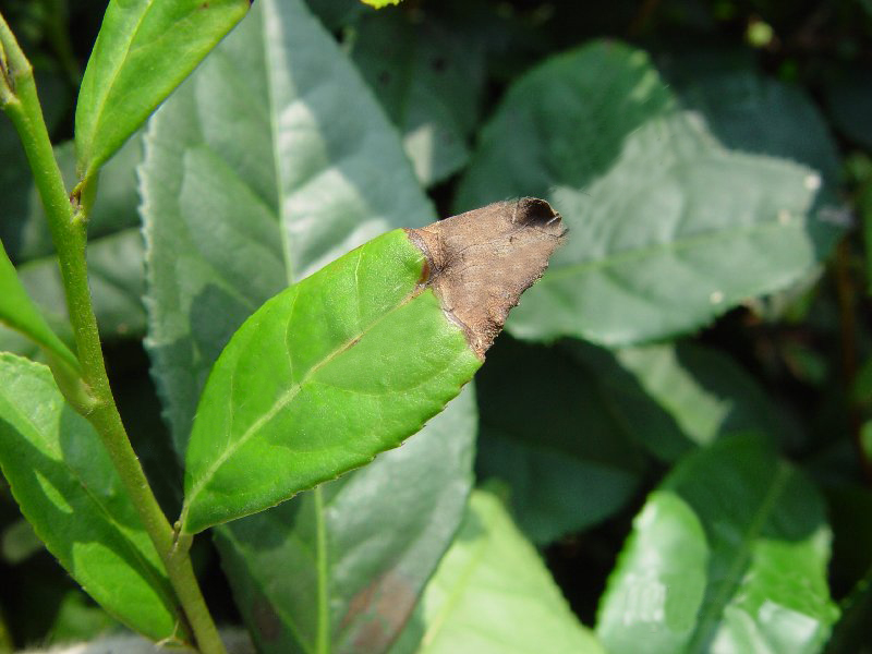 茶叶云纹叶枯病