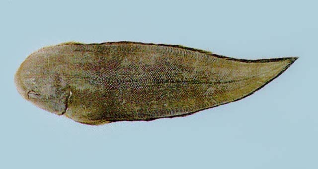  p>半滑舌鳎(学名: i>cynoglossus semilaevis /i>)是舌鳎科,舌鳎属