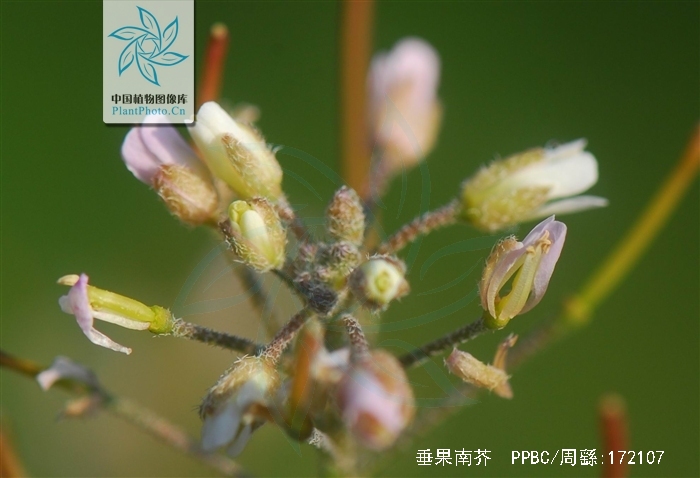 arabis pendula var. glabrescens