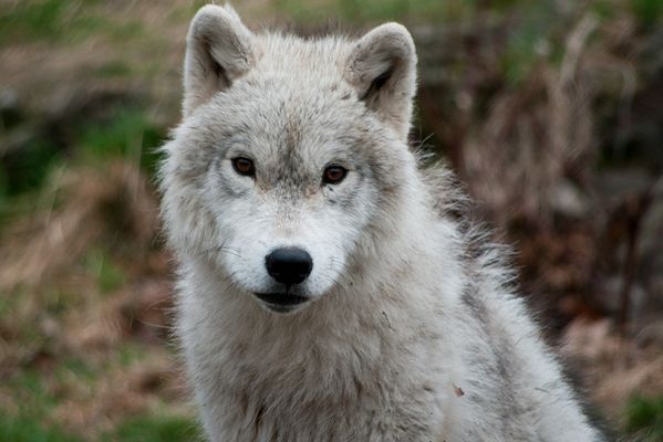 north american arctic wolf