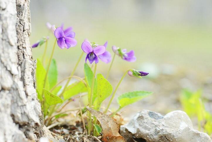  p>柔毛堇菜(学名:viola principis)是堇菜科堇菜属的多年生草本植物.