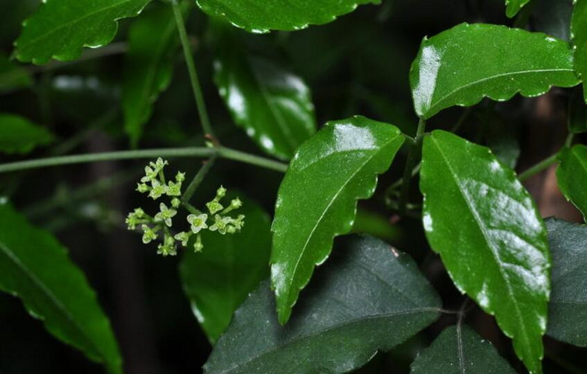  p>三叶藤橘属,luvunga (roxb.) buch. -ham. ex wight et arn.