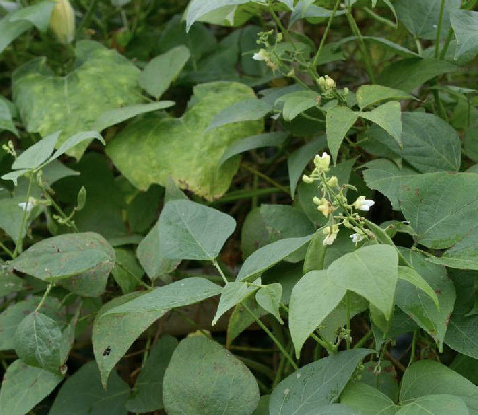 phaseolus lunatus l.