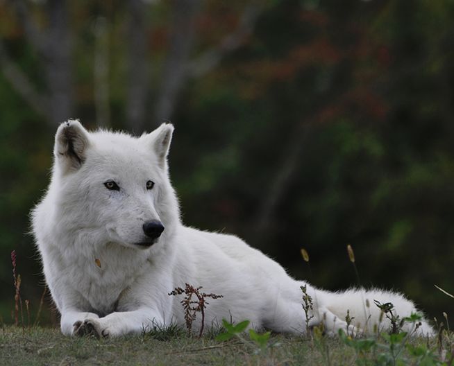 north american arctic wolf