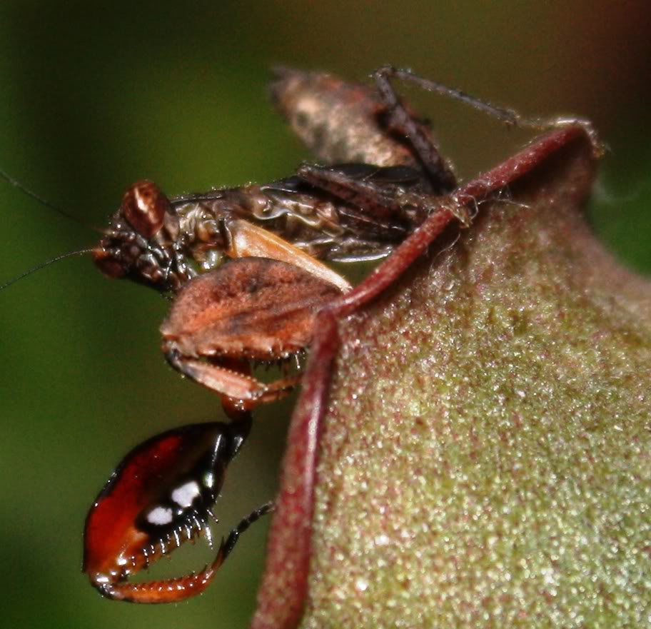  p>印度拳击螳螂,属于动物界,节肢动物门昆虫纲螳目 /p>