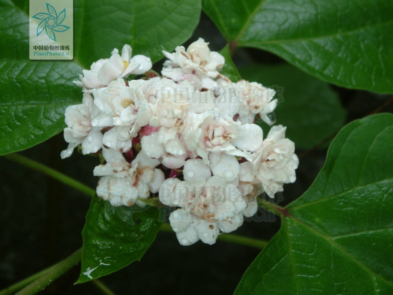  p data-id="tzamtllimhqb">臭茉莉唇是形科大青属 a target="_blank"