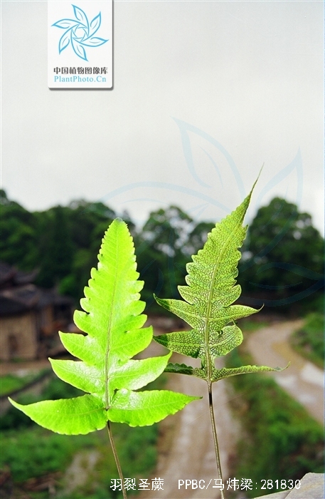 smith),为金星蕨科植物羽裂圣蕨的根茎,具有补脾和胃功效. /p>