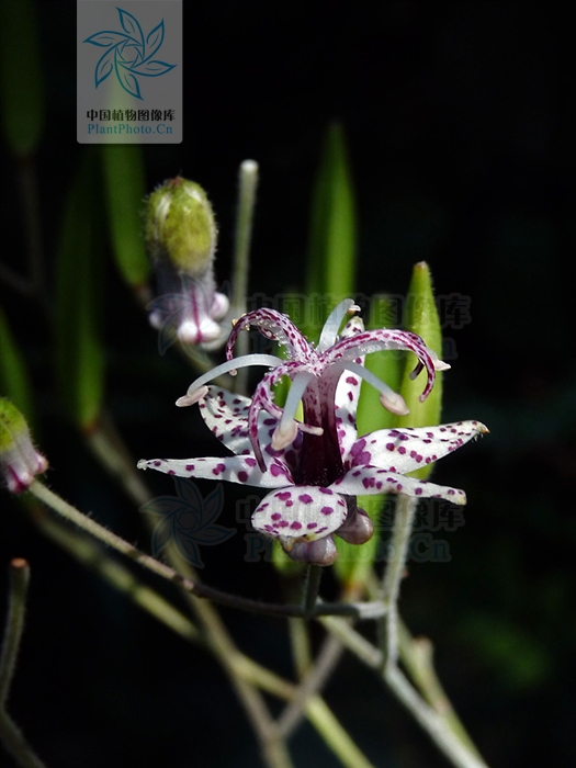  p>油点草属 (学名: b> i>tricyrtis /i> /b> wall.