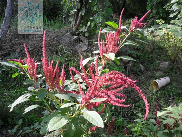  p>千穗谷( i>amaranthus hypochondriacus  /i>l.