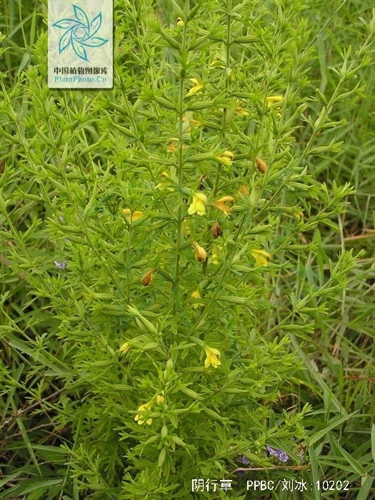 siphonostegia chinensis benth.