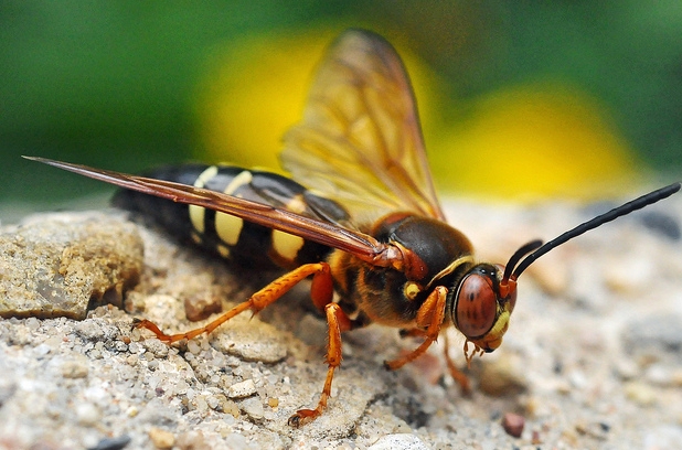  p>膜翅目(hymenoptera)泥蜂科(sphecidae) a target="_blank" href="