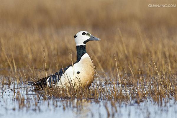  p>小绒鸭(学名: i>polysticta stelleri /i>)鸭科小绒鸭属鸟类,体长