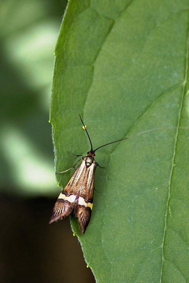 缺肢突长角石蛾