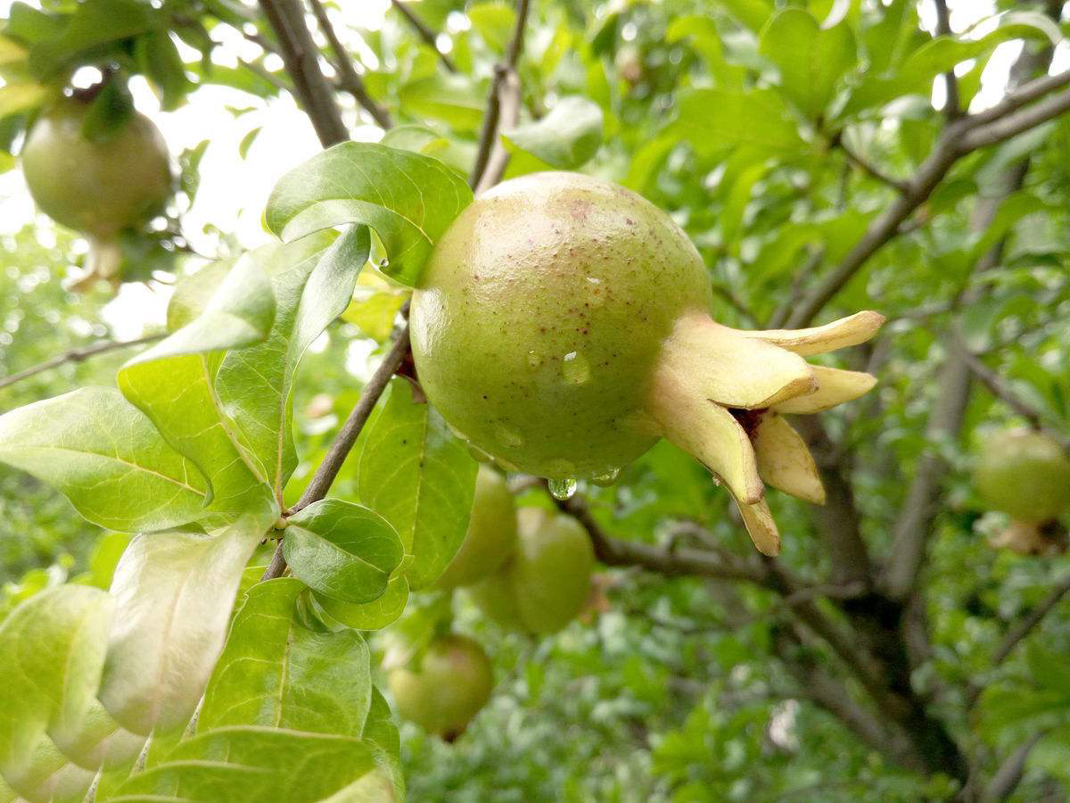  p data-id="8mcbxvk">山石榴海南个体003是一种茜草科,山黄皮属植物.