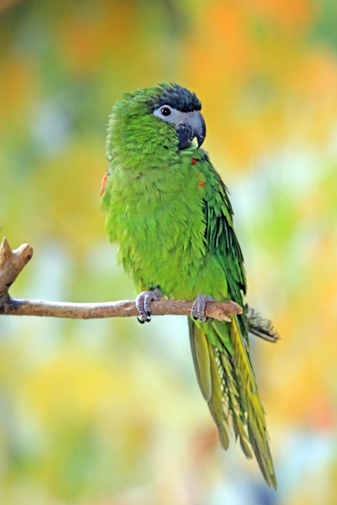  i>diopsittaca nobilis /i>)产于美洲热带地区,是所有的金刚鹦鹉中