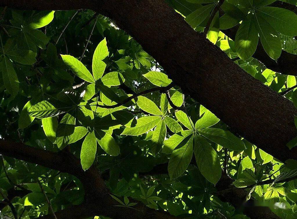  p data-id="gn98tpjozl">娑罗双( i>shorea robusta /i> c. f.