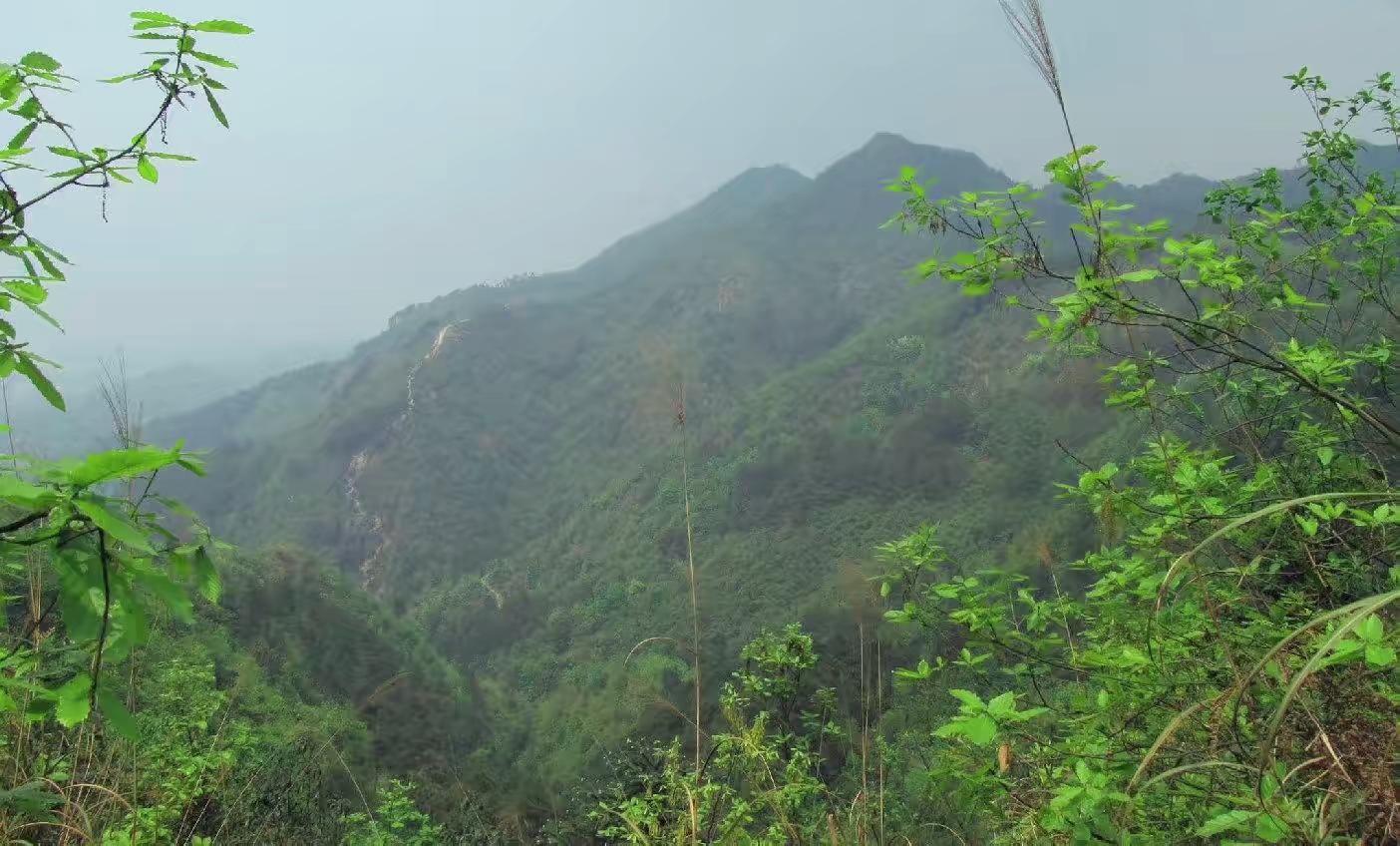  p data-id="gnawqt2iiz">金剑山为省级森林公园,是璧山区又一处风景