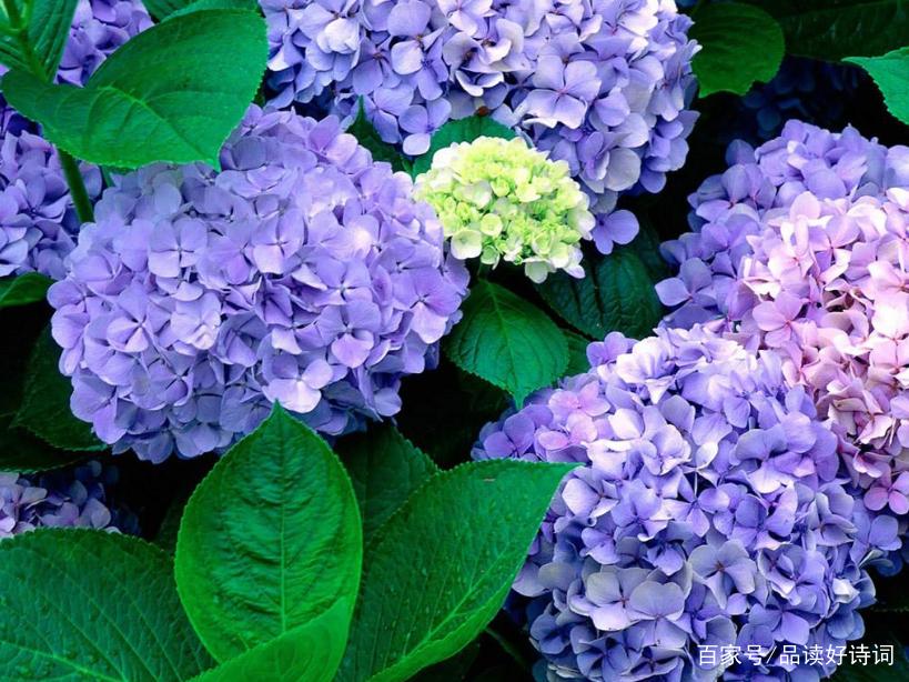诗词鉴赏 仲夏时刻 绣球花开 在诗词里欣赏美丽的绣球花吧 百科ta说