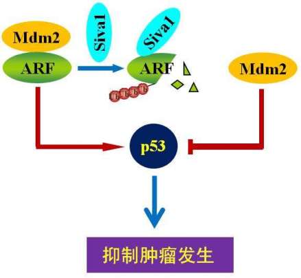 p53基因_百度百科
