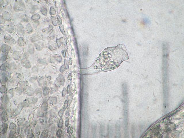  p> a target="_blank" href="/item/杯体虫属">杯体虫属 /a>(apios