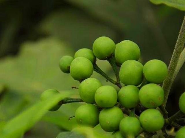 山沟沟一种野草名叫“刺天茄”，繁殖数量快价值高，遇到珍惜_百科TA说